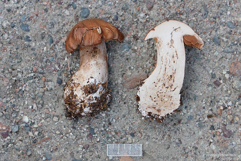 cortinarius12.jpg