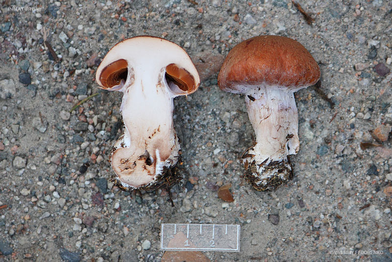 cortinarius13.jpg