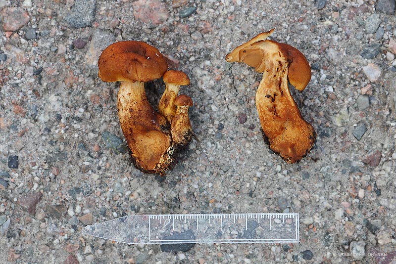 cortinarius7.jpg