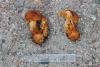 cortinarius7_t1.jpg