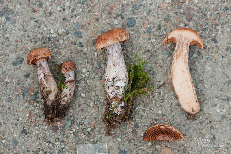 cortinarius8.jpg