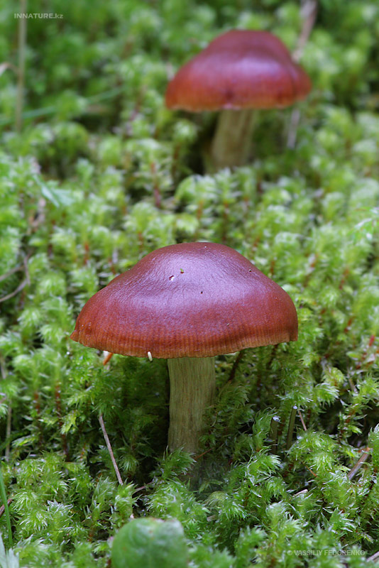 cortinarius9.jpg