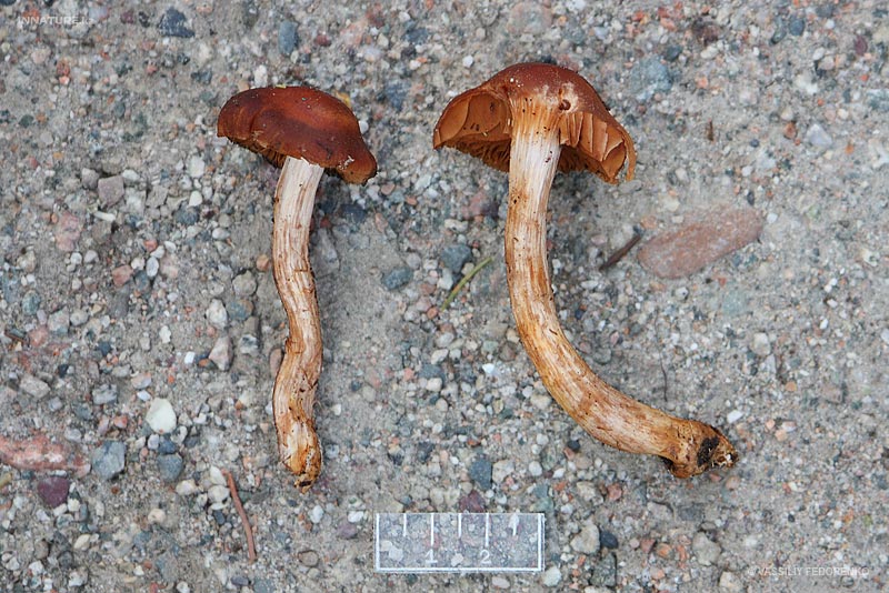 cortinarius9_2.jpg