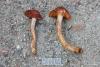 cortinarius9_2_t1.jpg