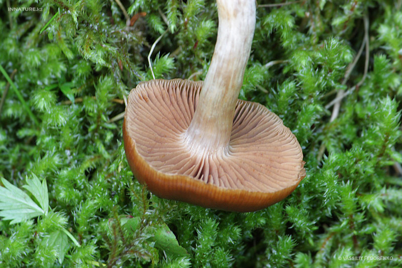 cortinarius9_3.jpg