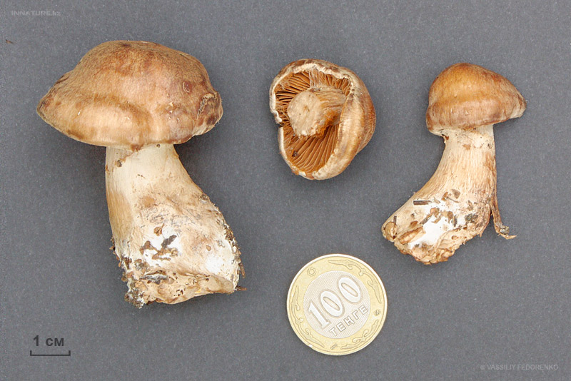 cortinarius_16.jpg