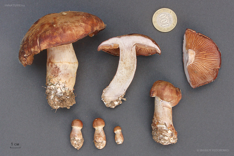 cortinarius_18.jpg