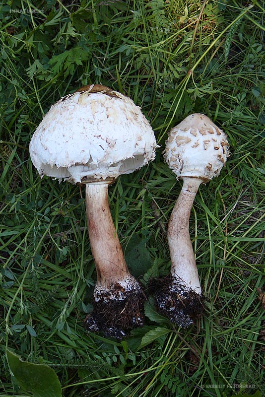fungi_51_1.jpg