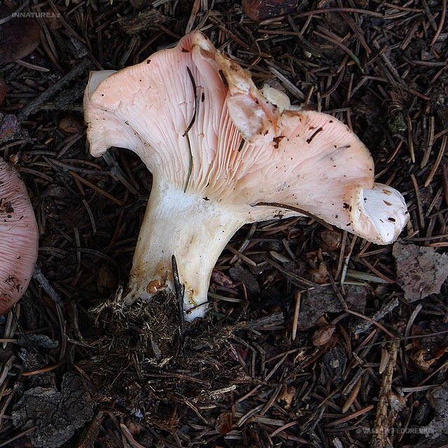 fungi_52_2.jpg