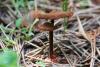 fungi_53_1_t1.jpg