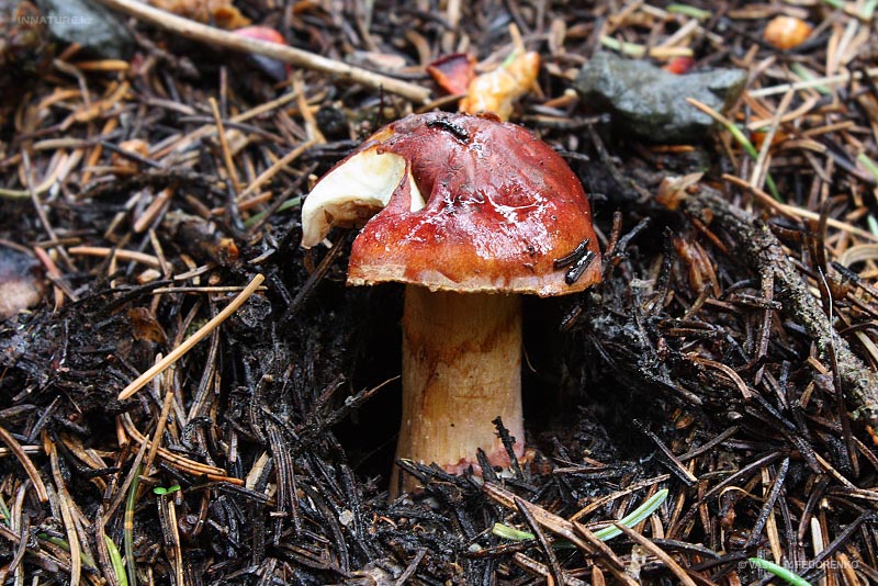 fungi_55_1.jpg