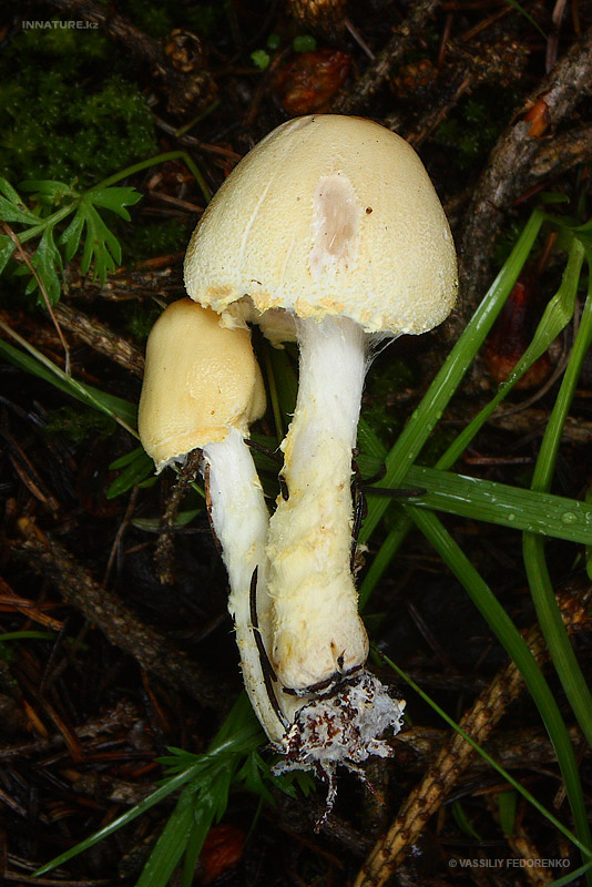 fungi_59_1.jpg