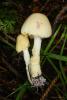 fungi_59_1_t1.jpg