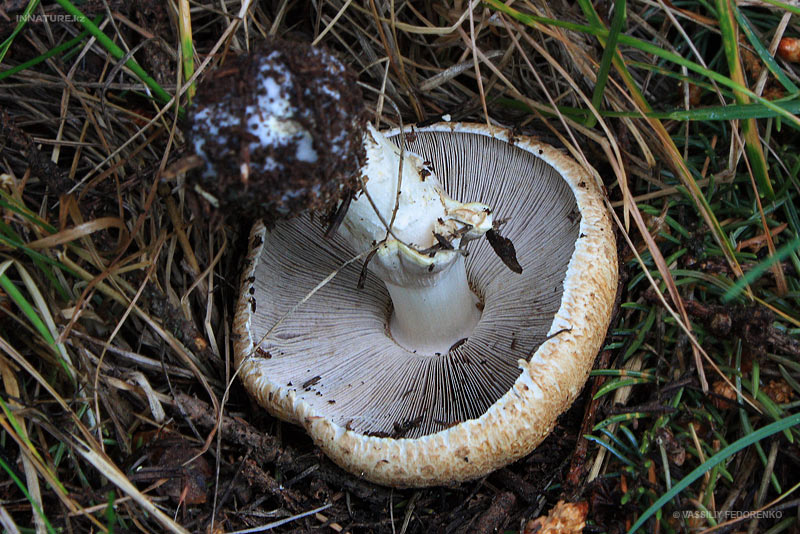 fungi_62_2.jpg