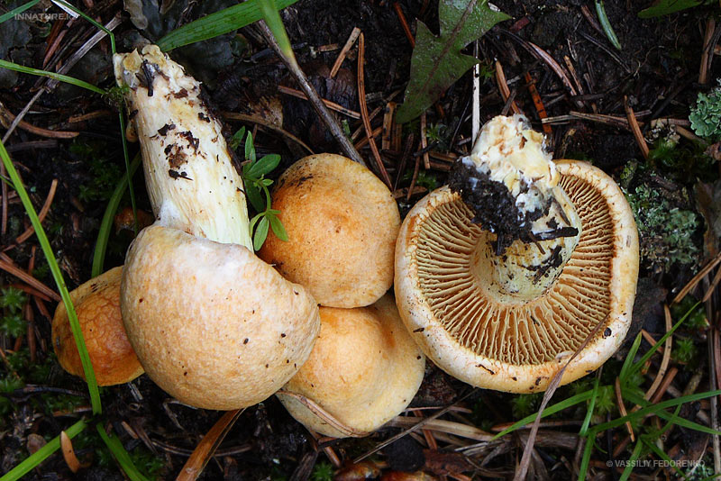 fungi_63_1.jpg
