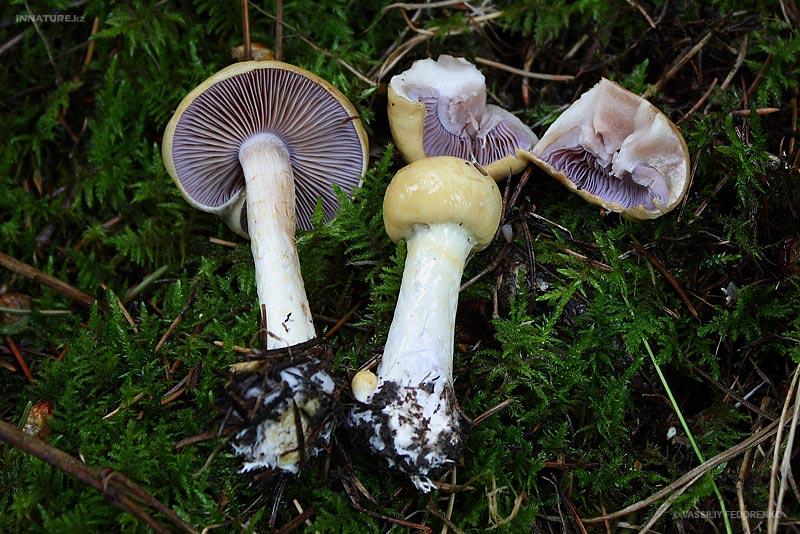 fungi_64_2.jpg