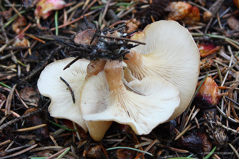 fungi_68_2.jpg
