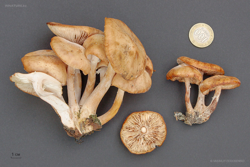 fungi_81_1.jpg