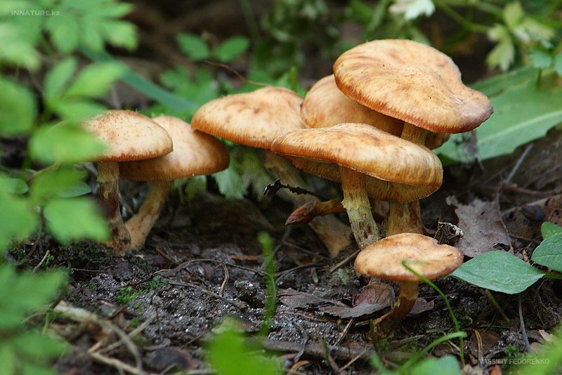 fungi_81_2.jpg