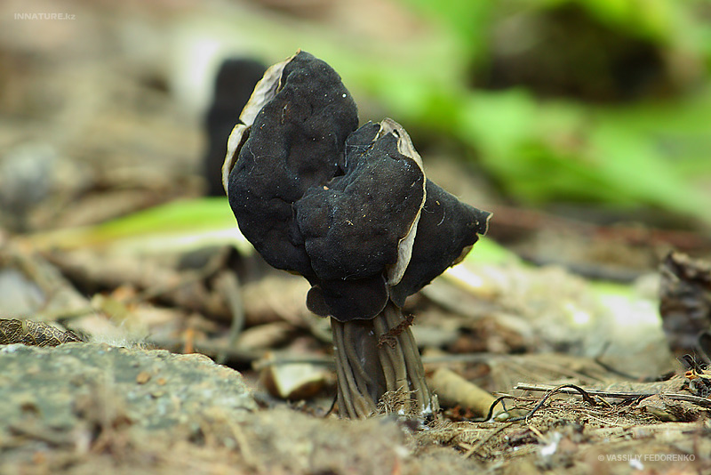 helvella-lacunosa_01.jpg