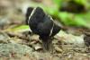 helvella-lacunosa_01_t1.jpg