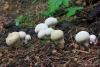 lycoperdon-perlatum_01_t1.jpg