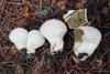 lycoperdon-perlatum_02_t1.jpg