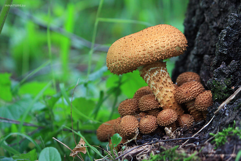 pholiota-squarrosa_01.jpg