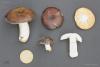 russula2_2_t1.jpg