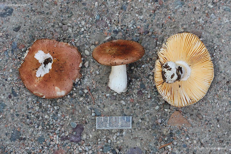 russula3_1.jpg