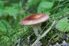 russula3_2_t1.jpg