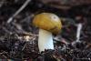 russula_01_t1.jpg