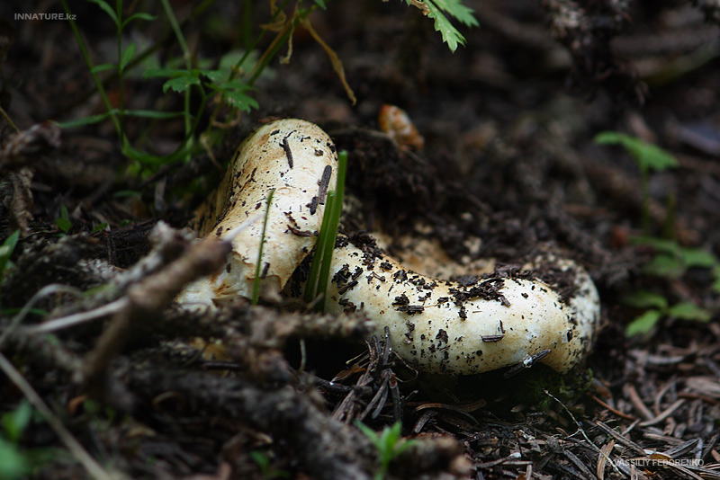 russula_delica_01.jpg