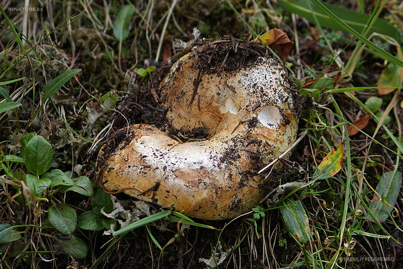 russula_delica_02.jpg