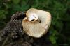 russula_delica_03_t1.jpg