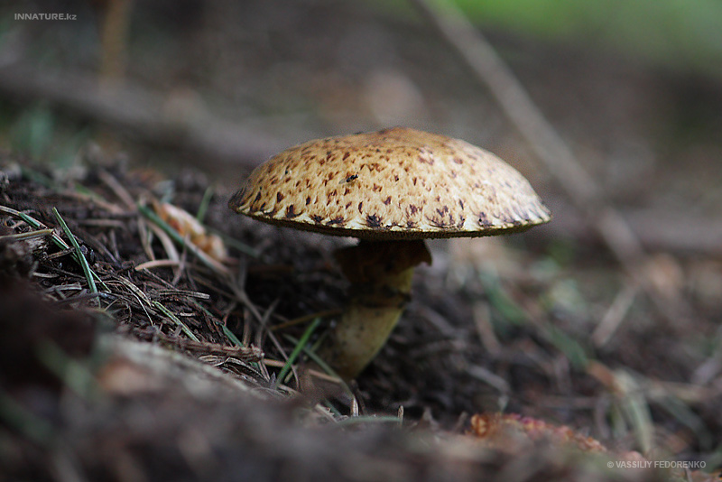 suillus-aeroginfscens_01.jpg