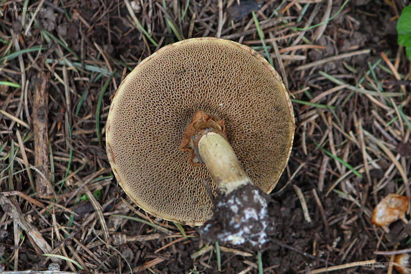 suillus-aeroginfscens_02.jpg