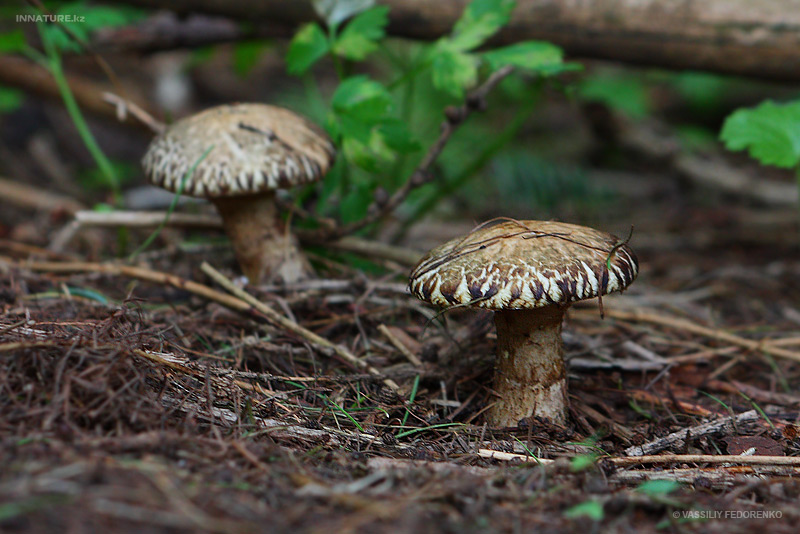 suillus-aeroginfscens_03.jpg