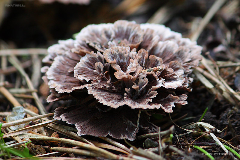 telephora-caryophyllea_01.jpg