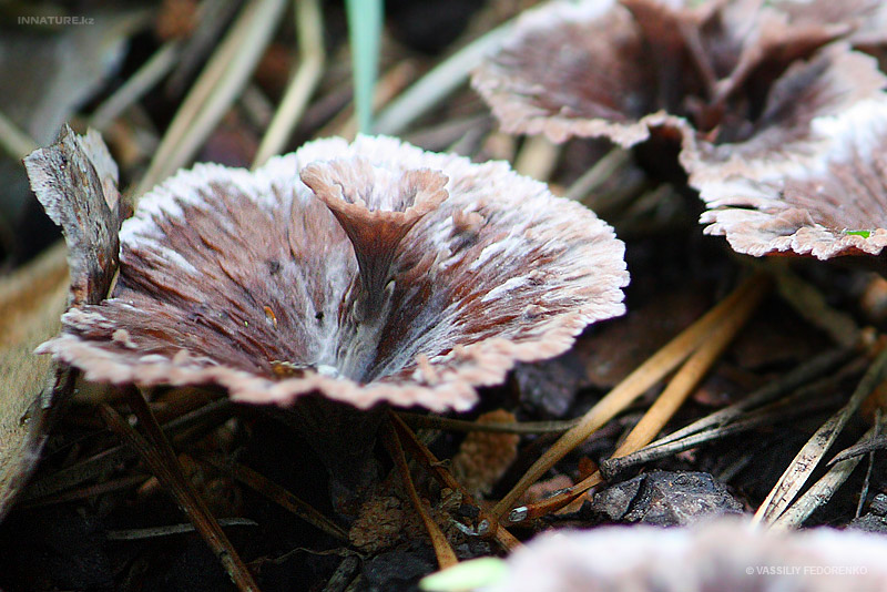 telephora-caryophyllea_02.jpg