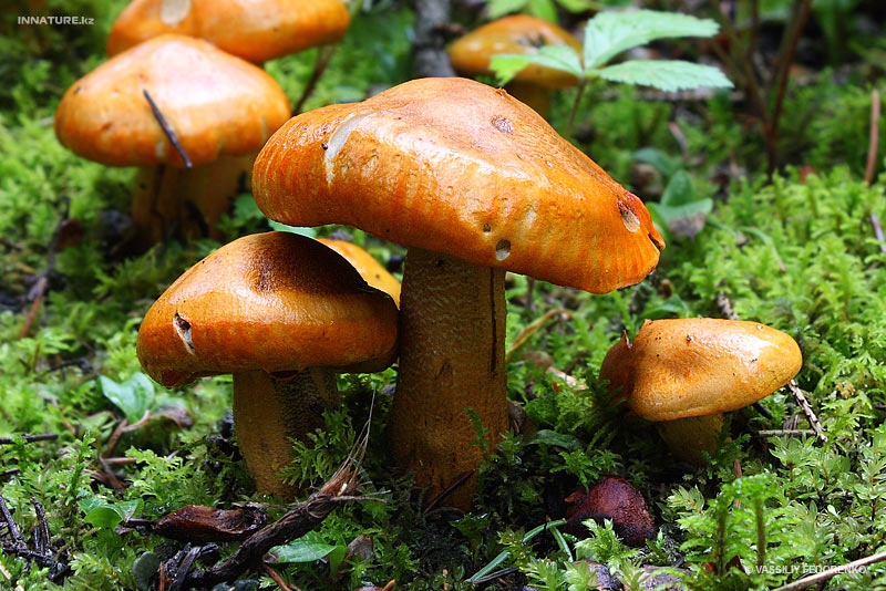 tricholoma-aurantium_01.jpg