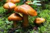 tricholoma-aurantium_01_t1.jpg