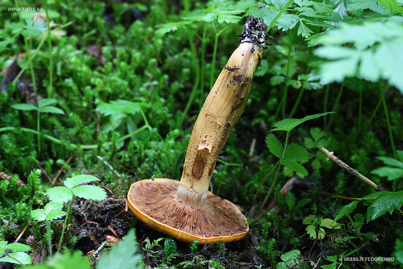 tricholoma-aurantium_02.jpg