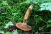 tricholoma-aurantium_02_t1.jpg