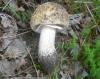 0_amanita_rubescens_1_t1.jpg