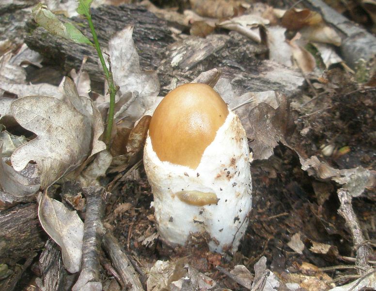 0_amanitopsis_fulva_0.jpg