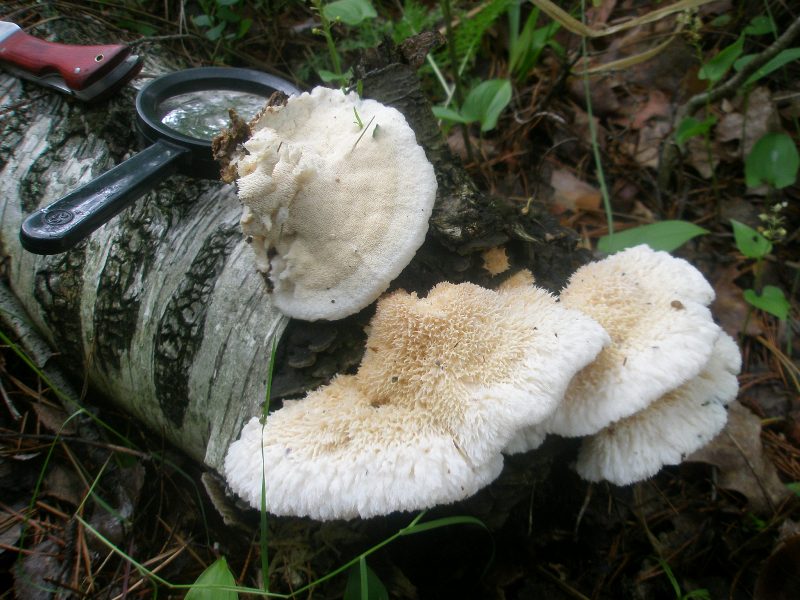0_climacodon_pulcherinus_1.jpg