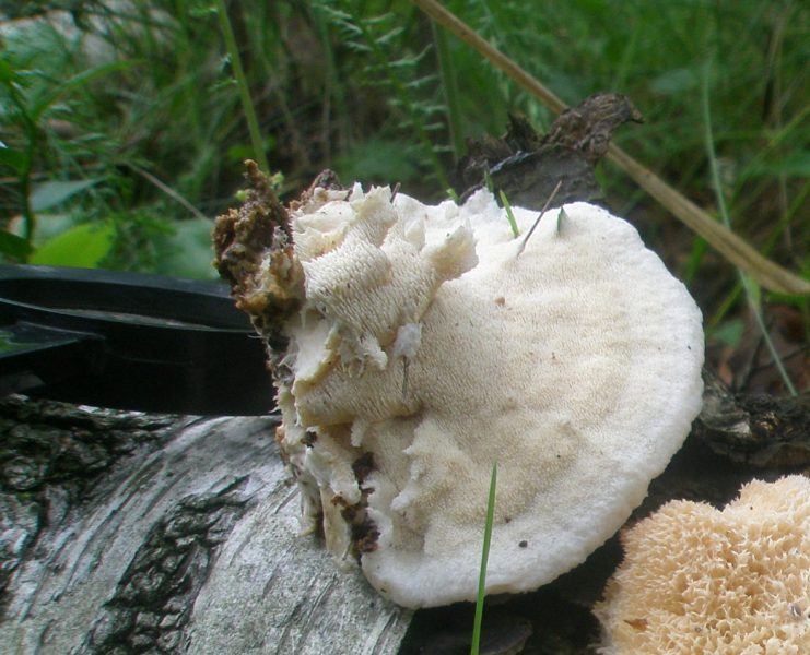 0_climacodon_pulcherinus_1a.jpg