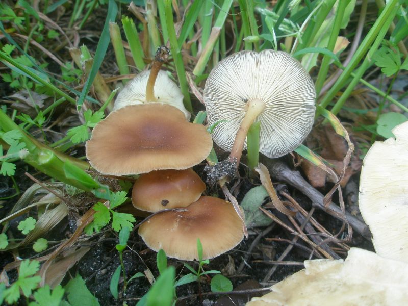 0_collybia_sp.jpg