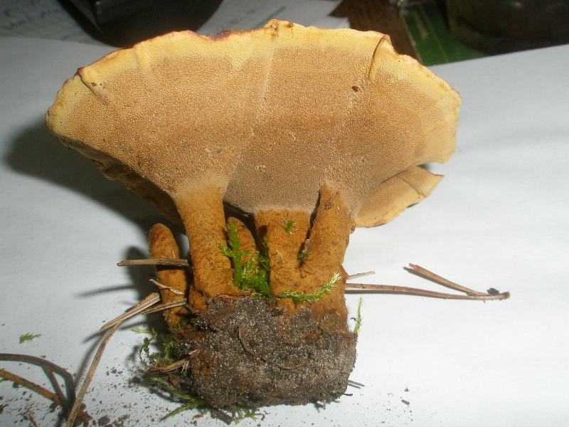 0_coltricia_perennis.jpg
